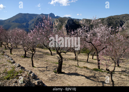 Vista Montagna con mandorli in fiore, vicino Tarbena, Provincia di Alicante, Comunidad Valenciana, Spagna Foto Stock