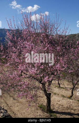 Vista Montagna con mandorli in fiore, vicino Tarbena, Provincia di Alicante, Comunidad Valenciana, Spagna Foto Stock