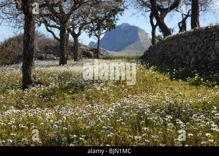 Almond frutteto con fiori selvatici & margherite, nr Tarbena, Provincia di Alicante, Comunidad Valenciana, Spagna Foto Stock