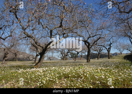 Almond frutteto con fiori selvatici & margherite, nr Tarbena, Provincia di Alicante, Comunidad Valenciana, Spagna Foto Stock