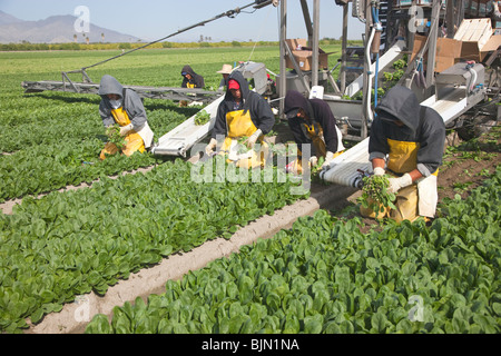 Gli spinaci 'Spinacea oleracea' raccolto. Foto Stock