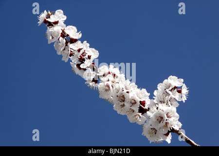 Fiori di albicocca su un ramo di un albero in primavera Foto Stock