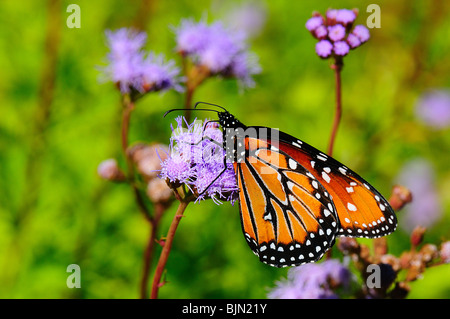 La Monarch; Danaus plexippus Foto Stock