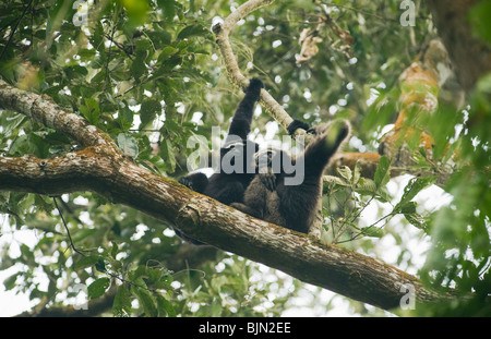 Western Hoolock Gibbon (Hoolock hoolock) Selvatica, Gibbone Wildlife Sanctuary, Assam, in India, in via di estinzione : adulto maschile e femminile Foto Stock