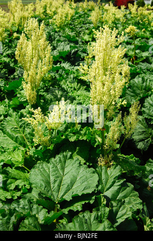 Fioritura di rabarbaro, Rheum rhabarbarum Foto Stock