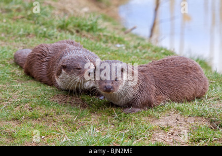 La lontra eurasiatica (Lutra lutra) coccole Foto Stock