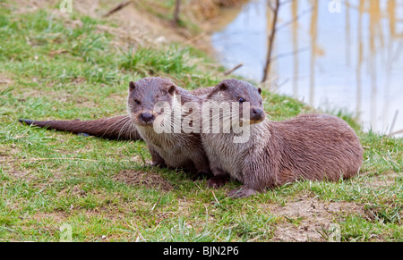 La lontra eurasiatica (Lutra lutra) coccole Foto Stock