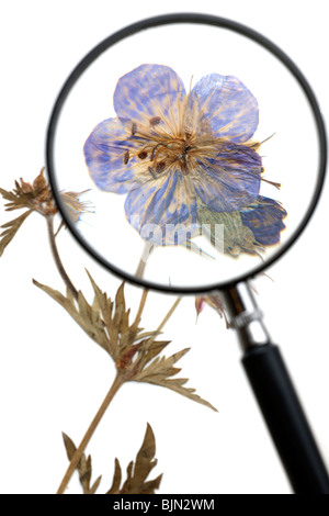 Lente di ingrandimento posto sopra un premuto 'Meadow Cranesbill' Fiore Foto Stock