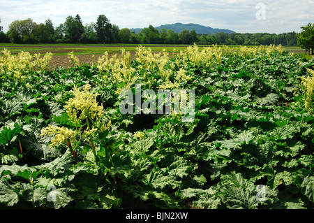 Campo della fioritura, Rabarbaro Rheum rhabarbarum Foto Stock