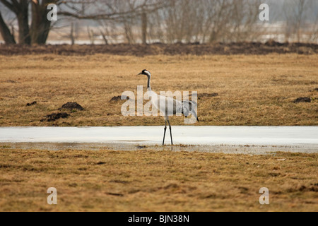 Una gru è arrivato sul Biebrza paludi in Polonia, la primavera Foto Stock