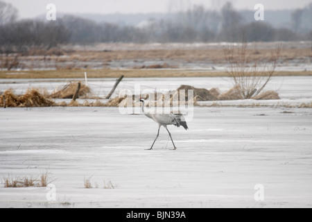 Una gru a piedi sulla congelati Biebrza paludi in Polonia, la primavera Foto Stock