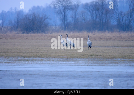 Tre gru arrivati sul Biebrza paludi in Polonia, la primavera Foto Stock