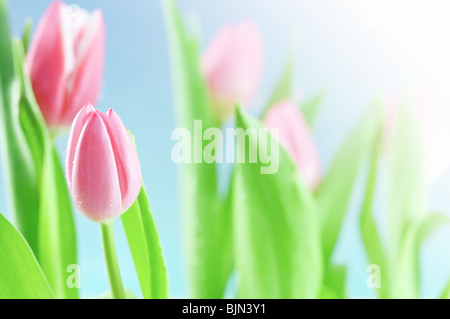 Freschezza pink tulip close up Foto Stock