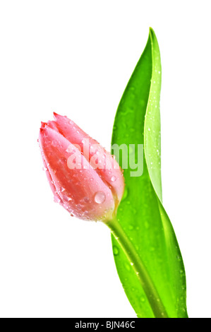 Tulip isolati su sfondo bianco Foto Stock