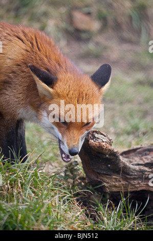 Rosso europeo volpe (vulpes vulpes) Foto Stock