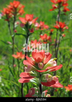 Castilleja indivisa Entireleaf indian paintbrush Foto Stock