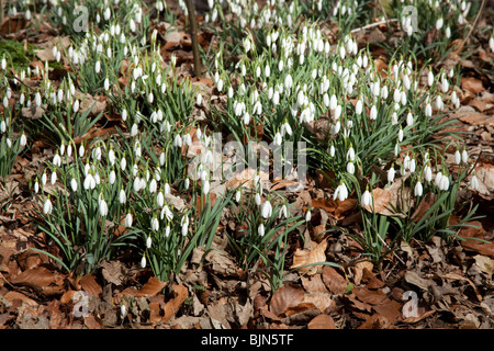 Snowdrop (Galanthus) fiori, Hattingley, Hampshire, Inghilterra. Foto Stock