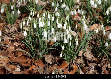 Snowdrop (Galanthus) fiori, Hattingley, Hampshire, Inghilterra. Foto Stock