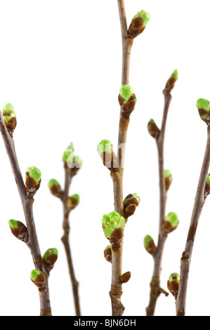 Giovani boccioli di ciliegio Foto Stock