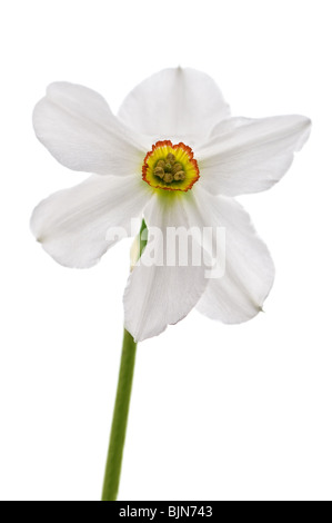 Fiore di narciso isolato su bianco Foto Stock