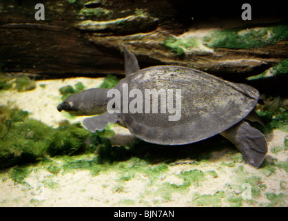 Fiume Fly tartaruga, Carettochelys insculpta, Carettochelyidae, Australia. Aka Nuova Guinea Plateless tartaruga, Pig-Nose tartaruga. Foto Stock