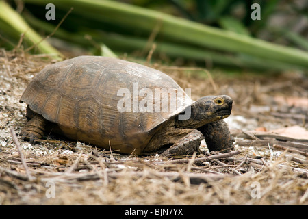 Gopher - Tartaruga Sanibel Island, Florida USA Foto Stock