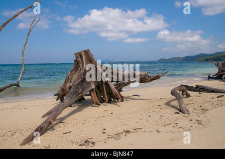 Il vecchio albero tronco sulla spiaggia di elefante, Havelock Island Isole Andamane, India Foto Stock