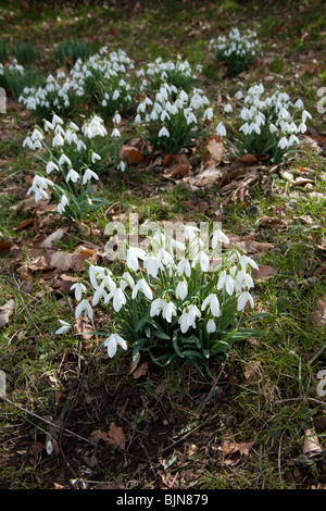 Snowdrop (Galanthus) fiori, Hattingley, Hampshire, Inghilterra. Foto Stock