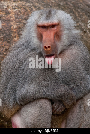 Babbuino (Papio hamadryas) prendendo la lingua fuori. Foto Stock