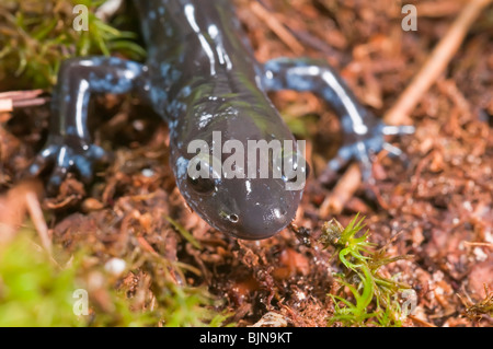 Il Blue-salamandra pezzata, Ambystoma laterale, nativo di stati dei Grandi Laghi e il nord-est degli Stati Uniti e Canada centrale Foto Stock