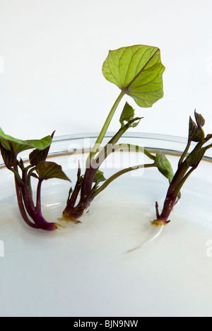 La patata dolce scivola (Ipomoea batatas) essendo radicati in acque poco profonde. Fase 2 del processo di crescita. Foto Stock