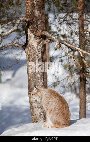 European ( Eurasian ) lynx ( Lynx Lynx ) seduto sulla neve a Inverno , Finlandia Foto Stock