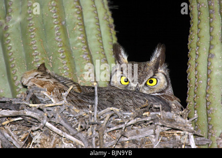 Grande Gufo cornuto adulto sul nido di cactus Saguaro. Foto Stock