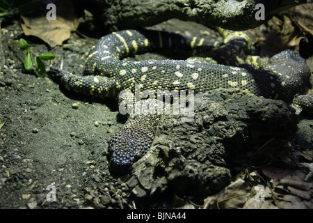 Coppia di Rio Fuerte bordato lucertole, Heloderma horridum exasperatum, Helodermatidae, Messico e Guatamala, America centrale. Foto Stock