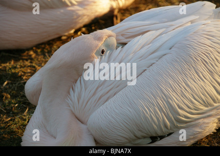 Great White Pelican, Pelecanus onocrotalus, Pelecanidae Foto Stock