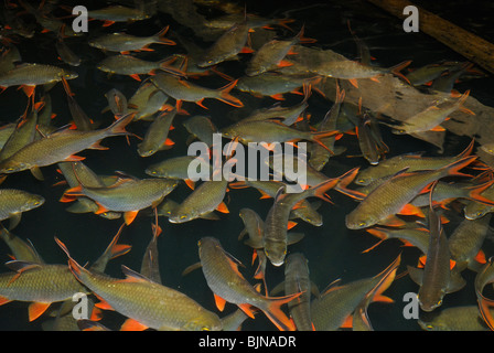 Lutiano rosso in Lan Cheow Lago in Khao Sok National Park, Thailandia, Sud-est asiatico Foto Stock