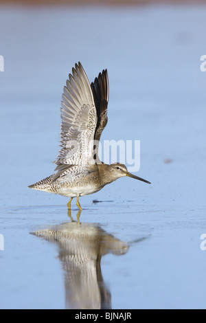 A lungo fatturati Dowitcher adulto in livrea invernale con ali teso verso l'alto. Foto Stock