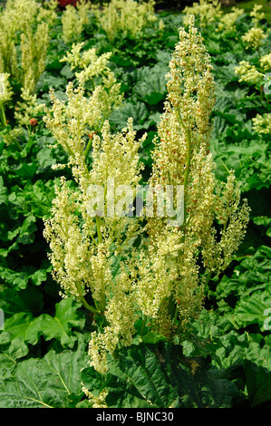 Fioritura di rabarbaro, Rheum rhabarbarum Foto Stock