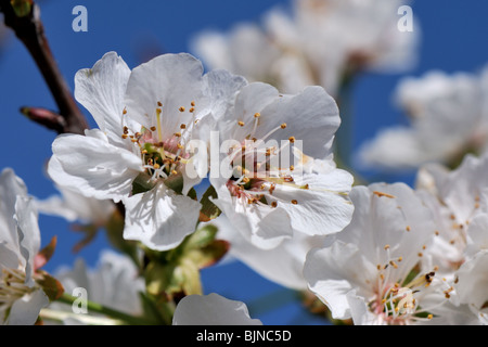 cherry blossoms on the blossom trail, Fresno county California Foto Stock