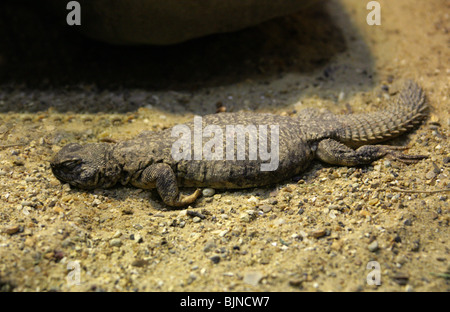 Spinosa-tailed Lizard, Uromastyx flavifasciata, Agamidae, Nord Africa, Algeria, il Mali e il Niger. Foto Stock