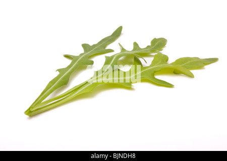 Foglie di rucola disposizione isolata contro uno sfondo bianco. Foto Stock