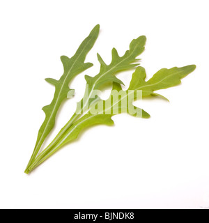 Foglie di rucola disposizione isolata contro uno sfondo bianco. Foto Stock