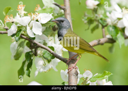 Lutto Trillo appollaiato in Apple albero con i fiori Foto Stock