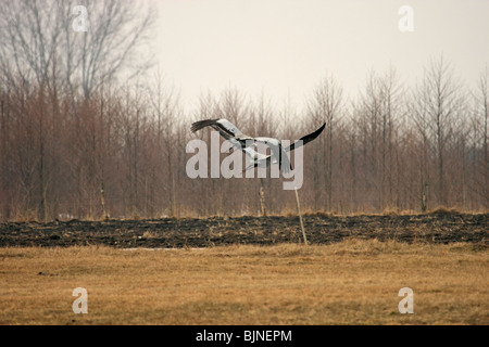 Una gru è arrivato sul Biebrza paludi in Polonia, la primavera Foto Stock