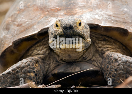 Gopher - Tartaruga Sanibel Island, Florida USA Foto Stock