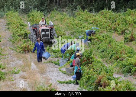 Vitigni di Bush a Stonewall vini vicino a Helderberg Stellenbosch La via del vino nella wsetern Cape Sud Africa la raccolta dei lavoratori gr Foto Stock