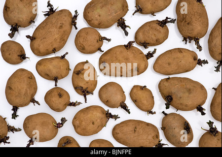 La germogliazione di tuberi-seme di patata pilota di arran disposti su uno sfondo bianco Foto Stock