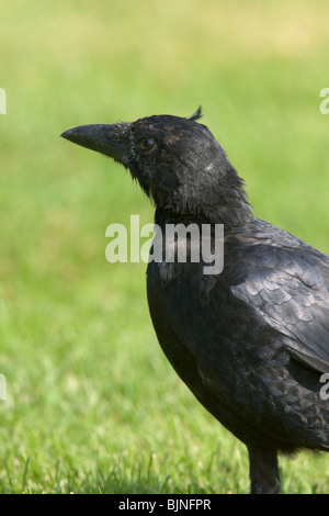 American Crow (Corvus brachyrhynchos brachyrhynchos), alimentazione giovanile nell'erba. Foto Stock