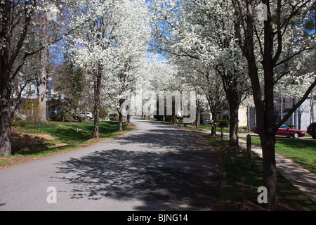 Strada residenziale in North Carolina con Bradford Pera alberi in fiore Foto Stock