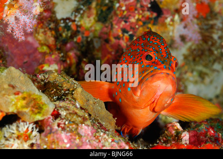 Cernie coralline nelle Isole Similan, Mare delle Andamane Foto Stock